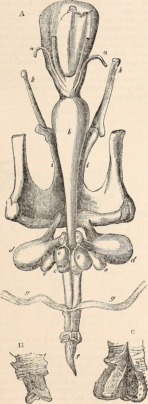 Reproductive tract of a male macropod