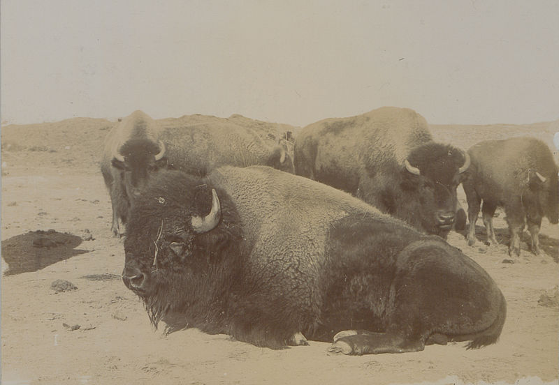 File:The last of the Canadian buffaloes Photo No 580 (HS85-10-13487).jpg