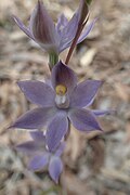 Thelymitra graminea