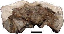 Thliptosaurus skull viewed from behind, clearly showing the areas reconstructed with plaster. Thliptosaurus posterior.png