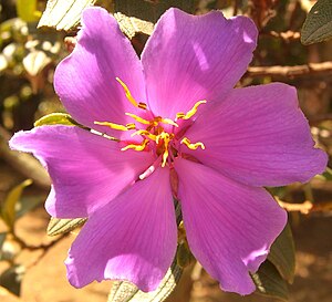 Flower close-up. Tibouchina lepidota (2).jpg