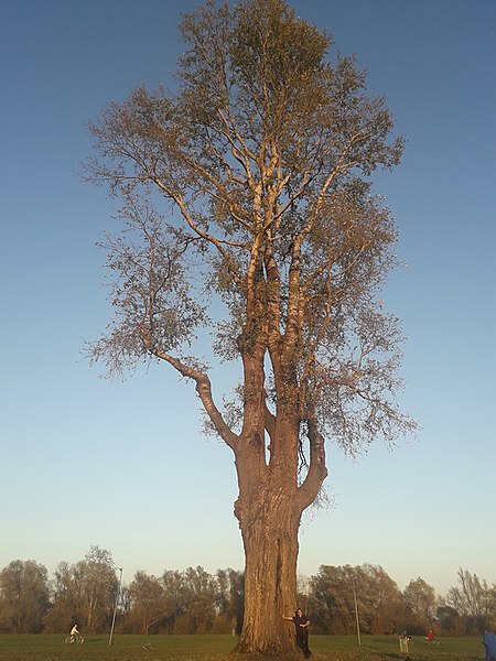 File:Topola biała Pławianka w Stalowej Woli.jpg