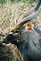 Tragelaphus angasii Nyala male 1.jpg