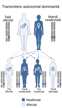 Transmiterea dominant autozomală, imagine preluată