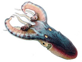 Tremoctopus violaceus