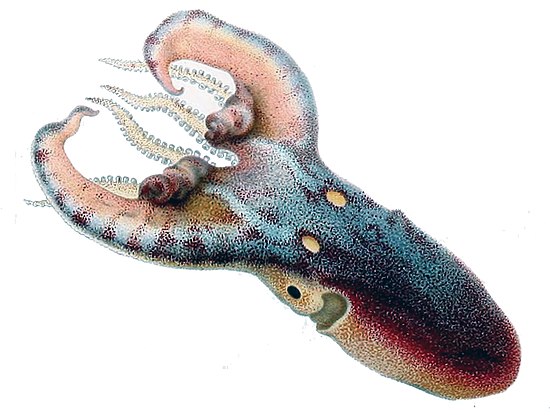 Первые головоногие моллюски. Тремоптопус виолацеус. Tremoctopus violaceus. Тремоктопус осьминог. Головоногие моллюски осьминог.