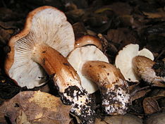 Tricholoma dryophilum 289897.jpg