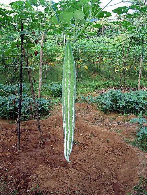 Trichosanthes Cucumerina aka Snake Gourd