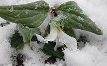 Trillium nivale emergent small.jpg