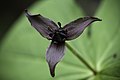 Trillium smallii Black seed type Sapporo, Hokkaido, Japan