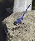 Trithemis donaldsoni Denim Dropwing.jpg