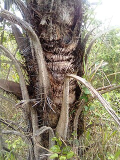 <i>Astrocaryum jauari</i> Species of palm
