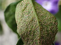 op aecia van grote-maagdenpalmroest