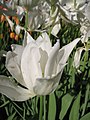 'White Triumphator'