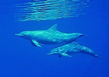 Bottlenose dolphins off Baa Atoll Tursiops truncatus Maldives.jpg