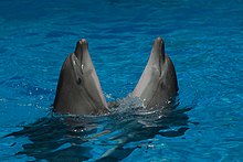 Two dancing dolphins in Anapa dolphinarium.jpg