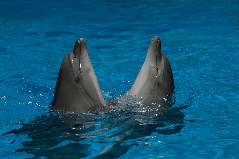 File:Two dancing dolphins in Anapa dolphinarium.jpg