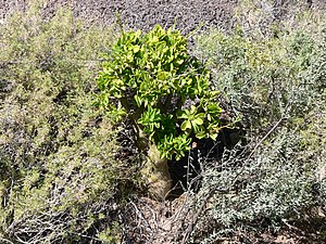 Tylecodon paniculatus