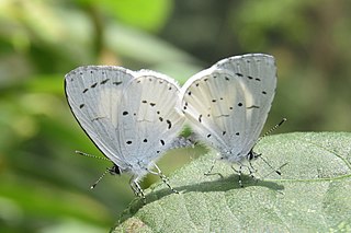 <i>Udara akasa</i> Species of butterfly