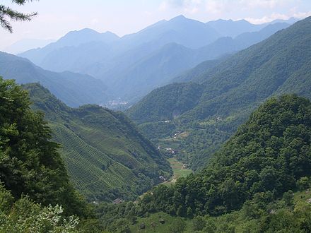 Tea plantations in Shennongjia Forest District, in Hubei's mountainous west