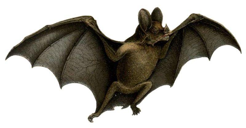 File:Vampire bat white background.jpg