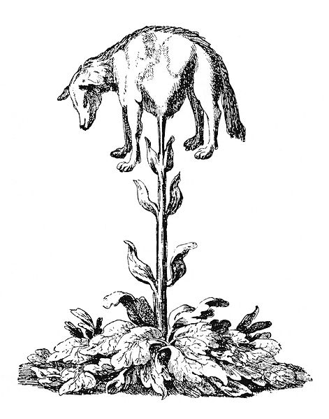 File:Vegetable lamb (Lee, 1887).jpg