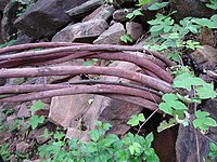 Ventilago in the diverse Chhattisgarh Forest