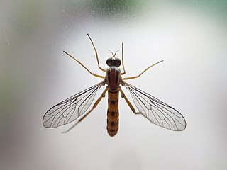 <i>Vermileo</i> Genus of flies