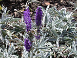 Veronica incana 20070810-1323-143A.jpg