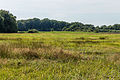 Verruigd vrij nat biotoop. Locatie, Stuttebosch in de lendevallei. Provincie Friesland