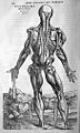 Andreas Vesalius (1514-1564): Andreae Vesalii Bruxellensis, invictissimi Caroli V. Imperatoris medici, de humani corporis fabrica libri septem, 1555.