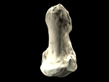 Arquivo: Renderização de vídeo da falange distal do polegar de Orrorin tugenensis - pone.0011727.s003.ogv