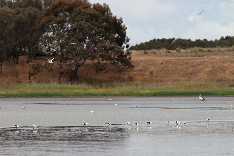 File:Waders (23017170009).jpg