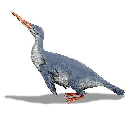 The Paleocene Waimanu (an early member of the Sphenisciformes) resembled loons in some aspects of its head and bill, but it was already flightless and used its feet for steering rather than propulsion
