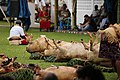 Wallis fête territoriale.jpg