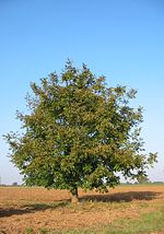 Miniatura para Juglans australis