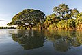 Water reflection of Albizia saman on a Mekong bank at golden hour in Si Phan Don Laos.jpg