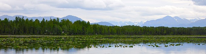 "Field" of Nuphar on a small lake, Kenai National Wildlife Refuge, Alaska