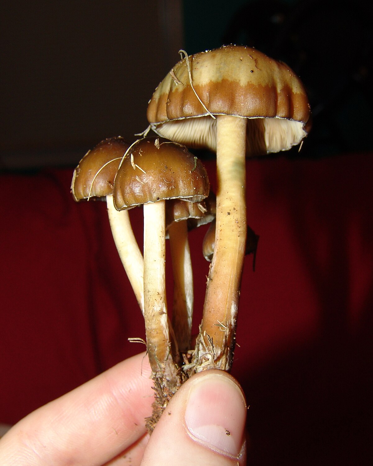 Psilocybe Weilii Wikipedia