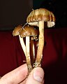 Psilocybe weilii