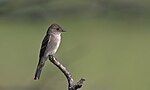 Thumbnail for File:Western Wood-Pewee (51369143629).jpg