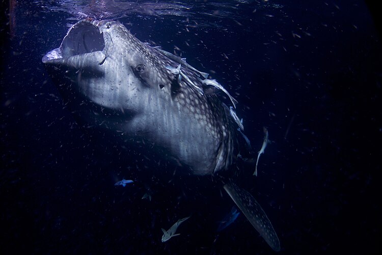 Китовая акула (Rhincodon typus) у побережья Мальдивских островов