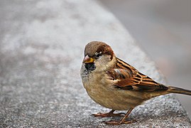 Another photogenic house sparrow.