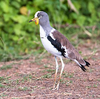 <span class="mw-page-title-main">White-crowned lapwing</span> Species of bird