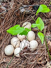 Nest found in Nelson County, Virginia Wild turkey nest.jpg