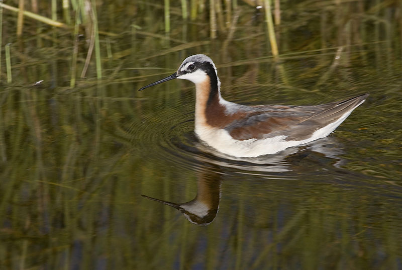 File:Wilson's Phalarope (Phalaropus tricolor) (11059820243).jpg