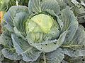 Miniatura para Brassica oleracea var. capitata