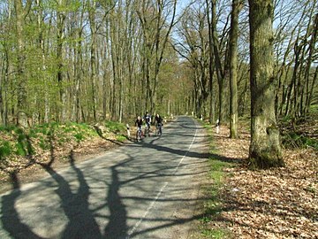 Cycling trip in Forest.
