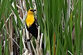 Image 12Many kinds of birds nest in marshes; this one is a yellow-headed blackbird. (from Marsh)