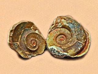 Xenodiscidae family of molluscs (fossil)